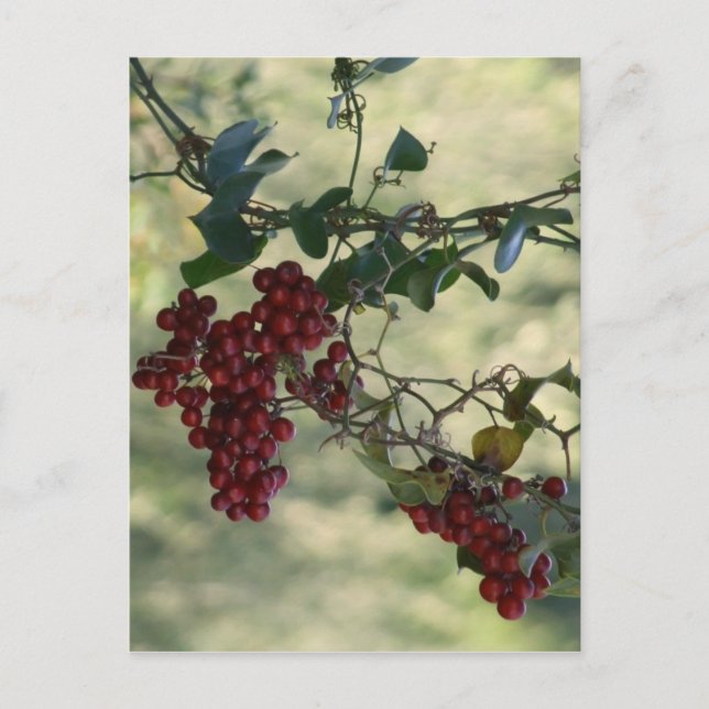 Postales de Berries Rojas (Anverso)