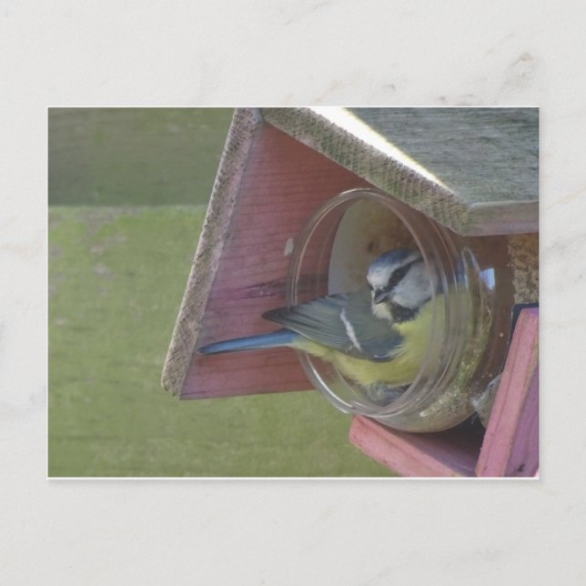 Postales de Bird DIY de color (Anverso)