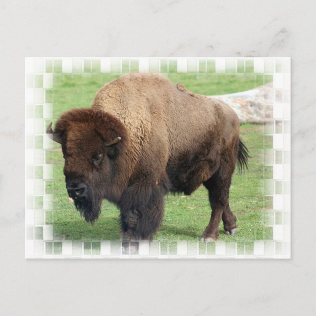 Postales de Bison North American (Anverso)