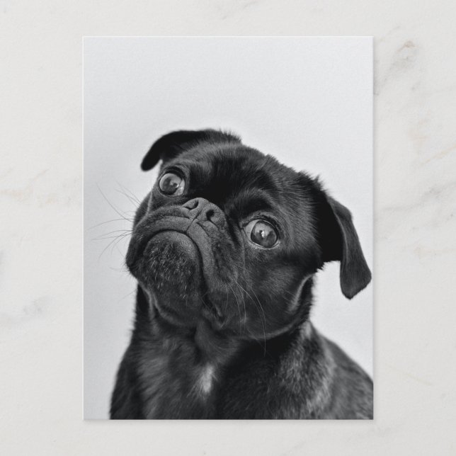 Postales de Black Pug (Anverso)