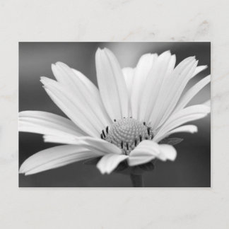 Postales de Black White Daisy Zazzle