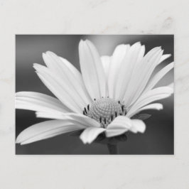 Postales de Black White Daisy Zazzle