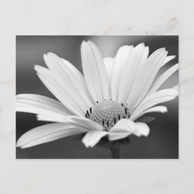 Postales de Black White Daisy Zazzle (Anverso)
