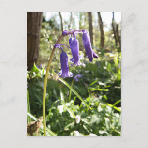 Postales de Bluebells