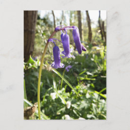 Postales de Bluebells