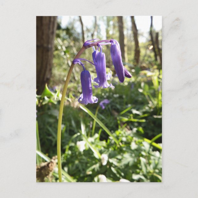 Postales de Bluebells (Anverso)