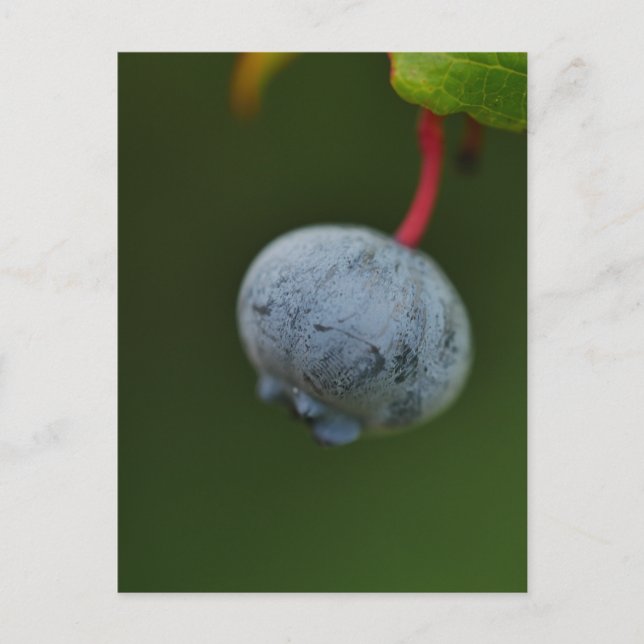 Postales de Blueberry (Anverso)