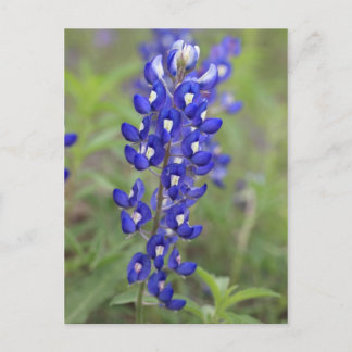 Postales de Bluebonnet