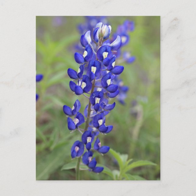 Postales de Bluebonnet (Anverso)