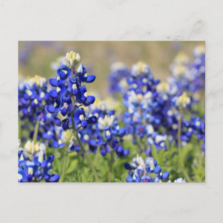 Postales de Bluebonnet