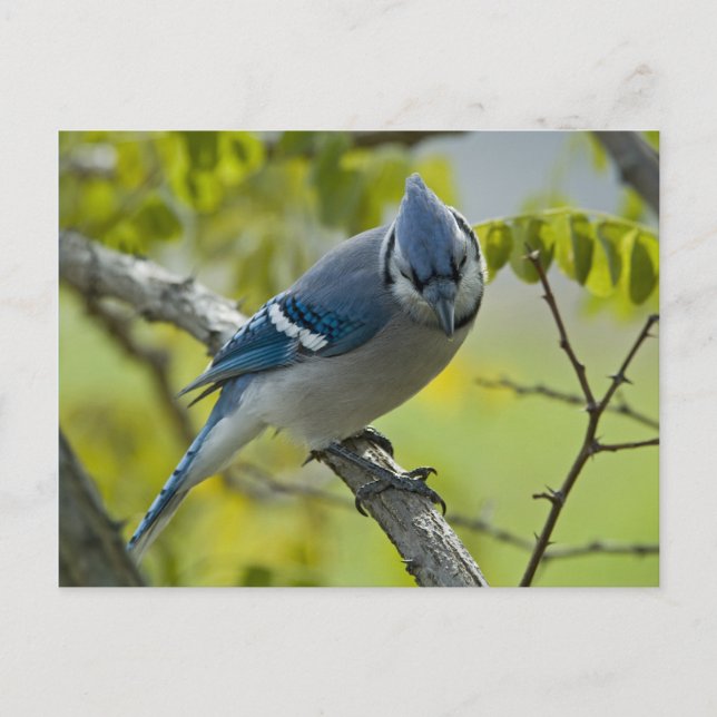 Postales de Bluejay (Anverso)