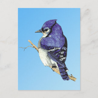 Postales de Bluejay 3