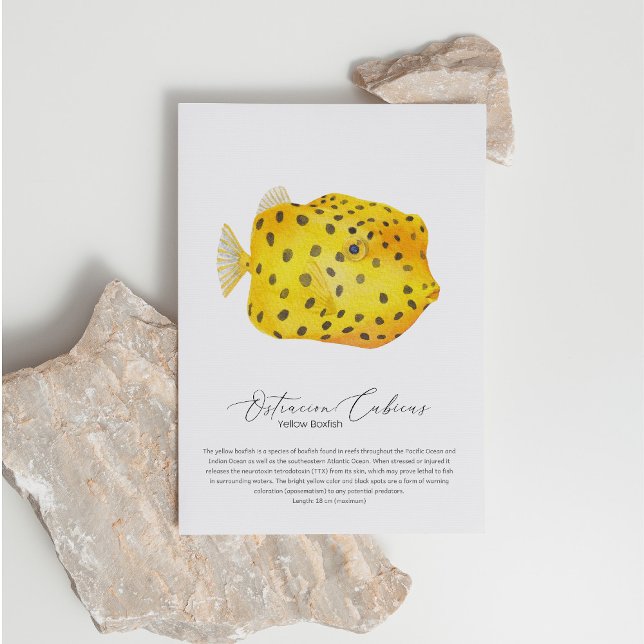Postales de Boxfish (Subido por el creador)