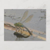 Postales de bricolaje de la libélula azul verde