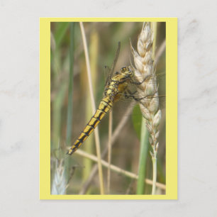 Postales de bricolaje de la mosca dragona amarilla