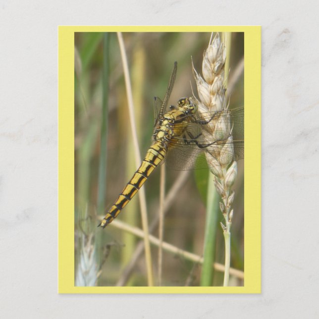 Postales de bricolaje de la mosca dragona amarilla (Anverso)