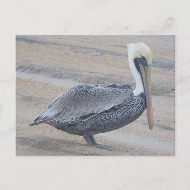 Postales de Brown Pelican OBX (Anverso)