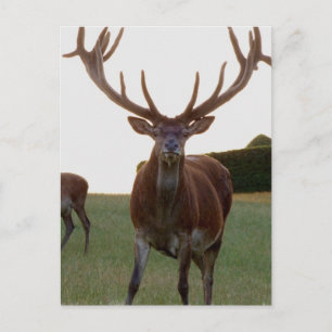 Postales de buck