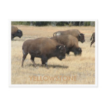 Postales de Buffalo Yellowstone