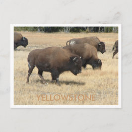 Postales de Buffalo Yellowstone