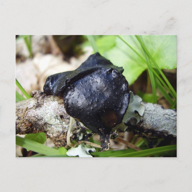 Postales de Bulgaria Inquinans (Anverso)