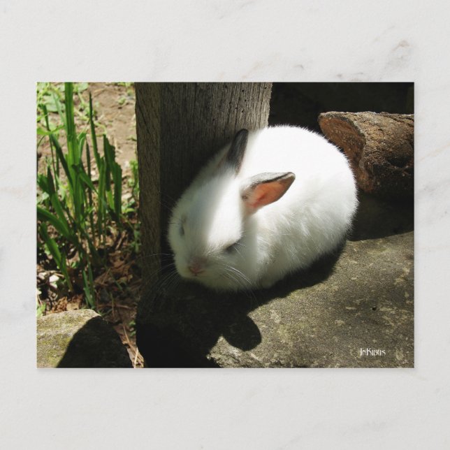 Postales de Bunny Dreams (Anverso)