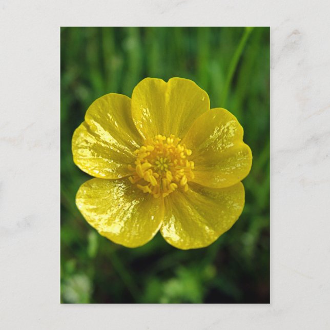 Postales de Butcup (Anverso)