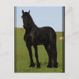 Postales de caballo frisón #9