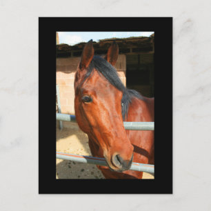 Postales de caballo marrón oscuro