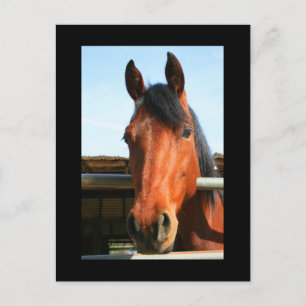 Postales de caballo marrón oscuro