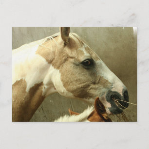 Postales de caballos de aventura gris