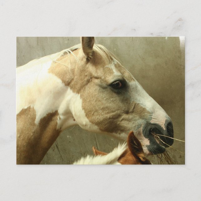 Postales de caballos de aventura gris (Anverso)