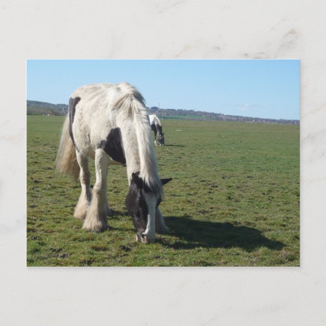 Postales de caballos de moda (Anverso)