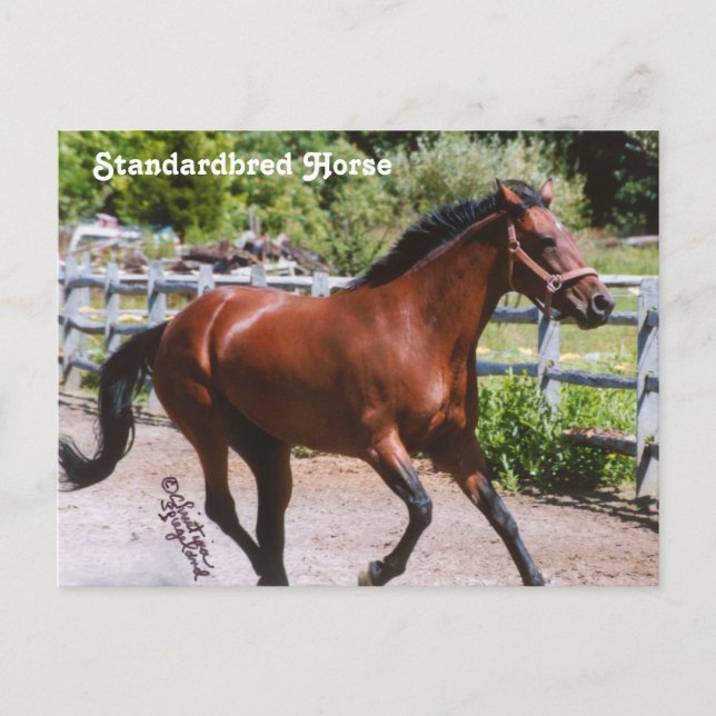 Postales de caballos estándar (Anverso)