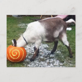 Postales de cabra y calabaza