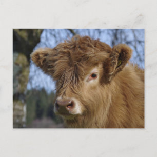 Postales de calf de Highland