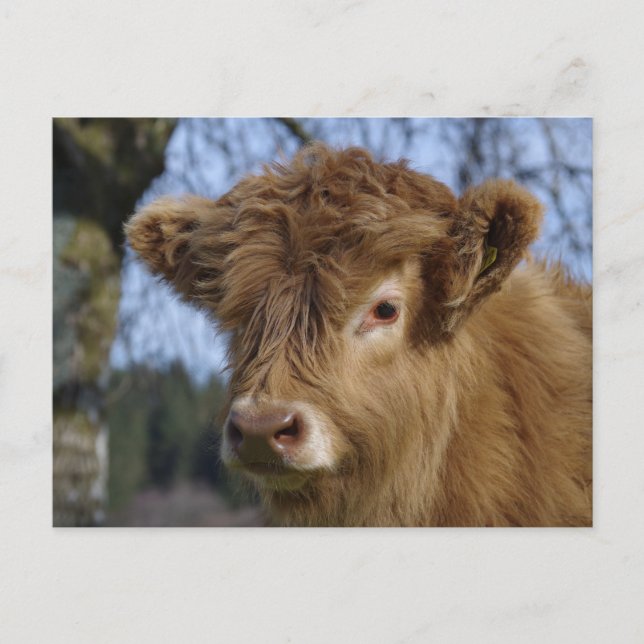 Postales de calf de Highland (Anverso)