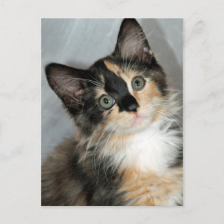 Postales de Calico Kitten