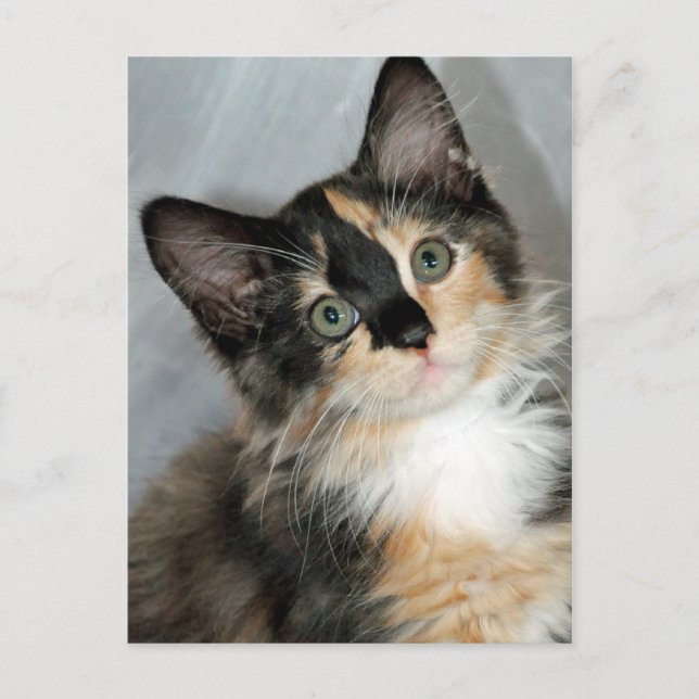 Postales de Calico Kitten (Anverso)