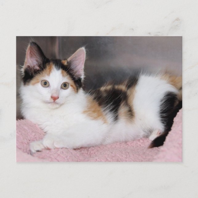 Postales de Calico Kitten (Anverso)