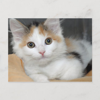 Postales de Calico Kitten