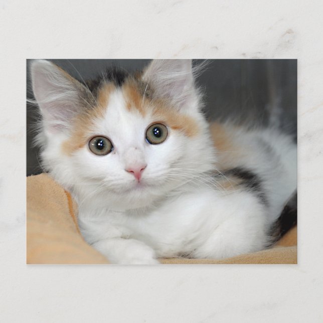 Postales de Calico Kitten (Anverso)