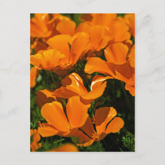 Postales de California Poppies