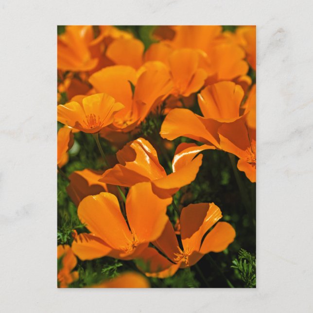 Postales de California Poppies (Anverso)