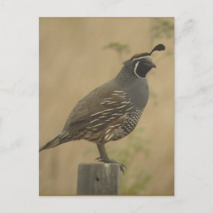 Postales de California Quail