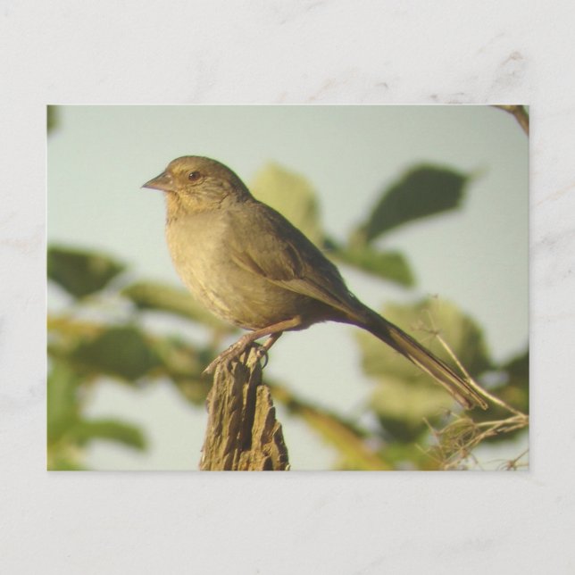 Postales de California Towhee (Anverso)