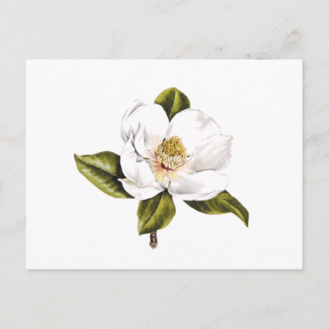 Postales de cambio de dirección - conjunto de 25 (Anverso)