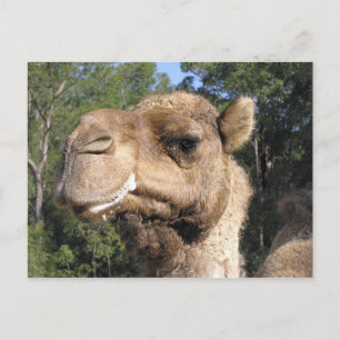 Postales de camello de Drooling