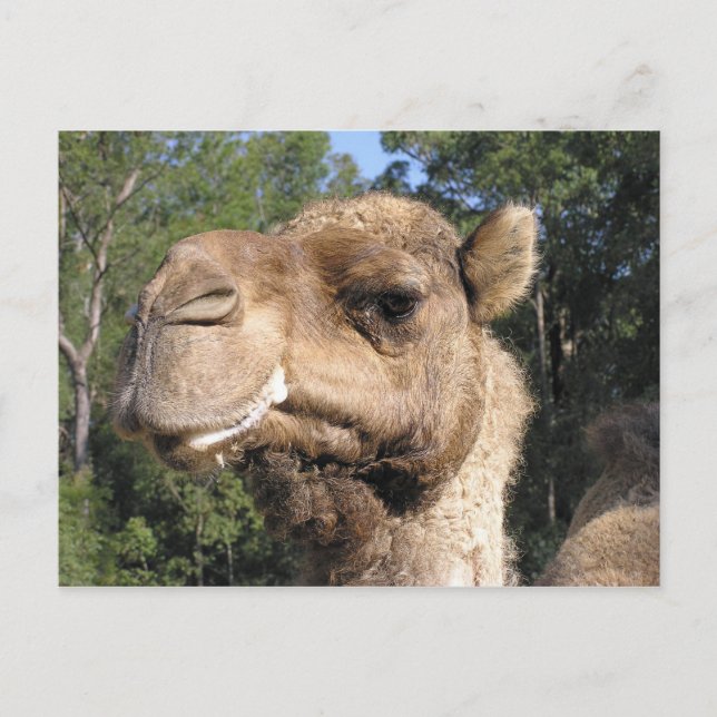 Postales de camello de Drooling (Anverso)