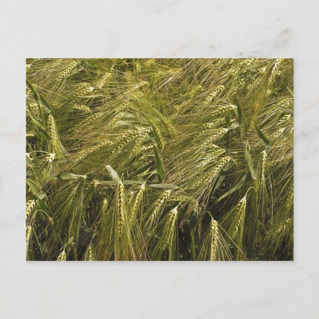 Postales de campo (Anverso)